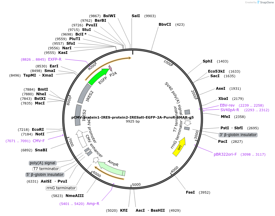 208377-plasmid-map-sequence-id-426927