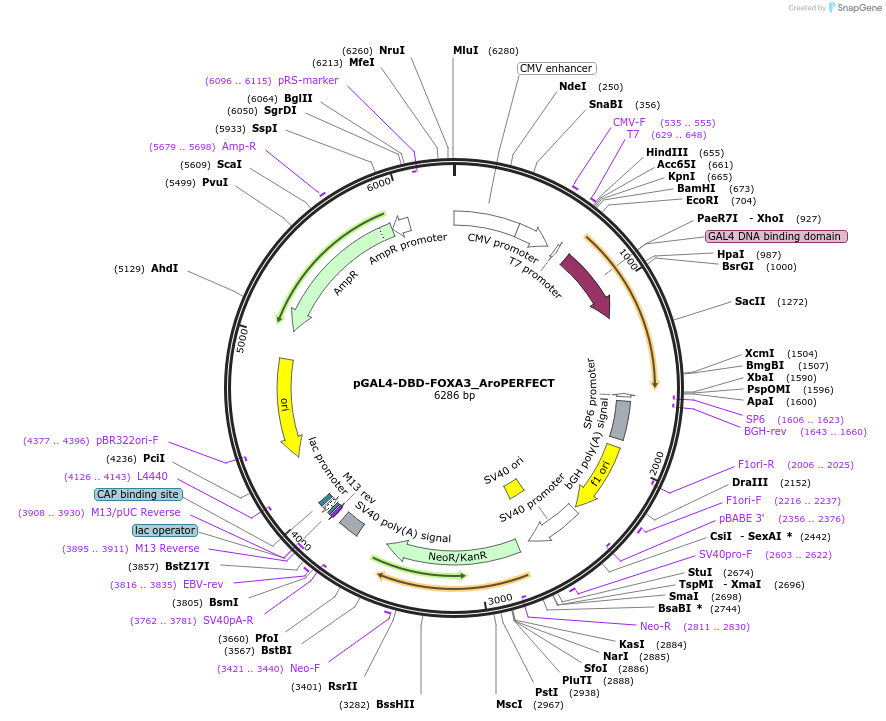 215641-plasmid-map-sequence-id-426931