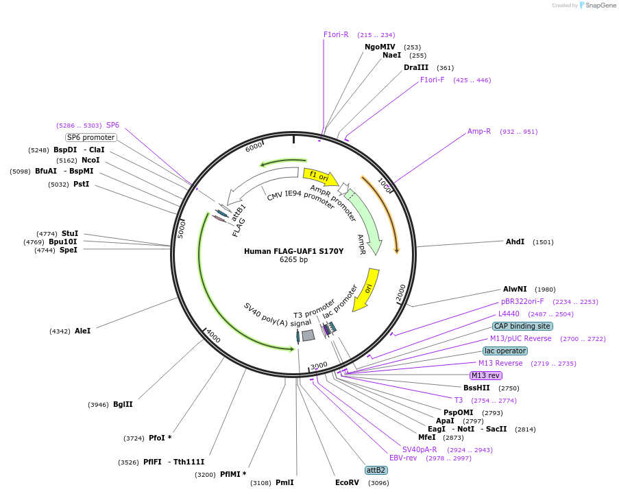 217619-plasmid-map-sequence-id-427145