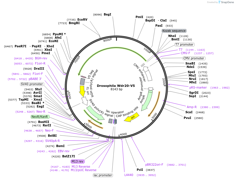 217622-plasmid-map-sequence-id-427147