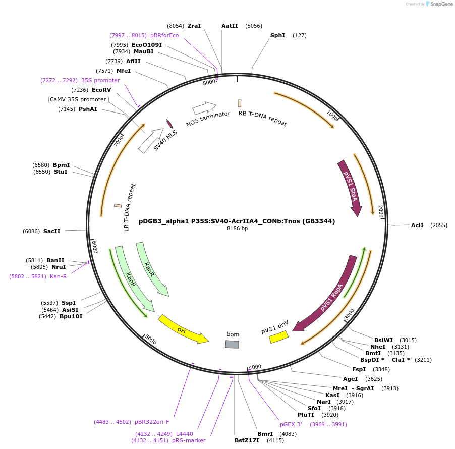 160635-plasmid-map-sequence-id-427149