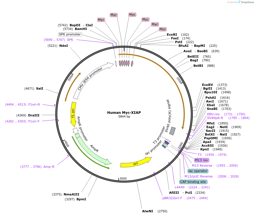 217627-plasmid-map-sequence-id-427151