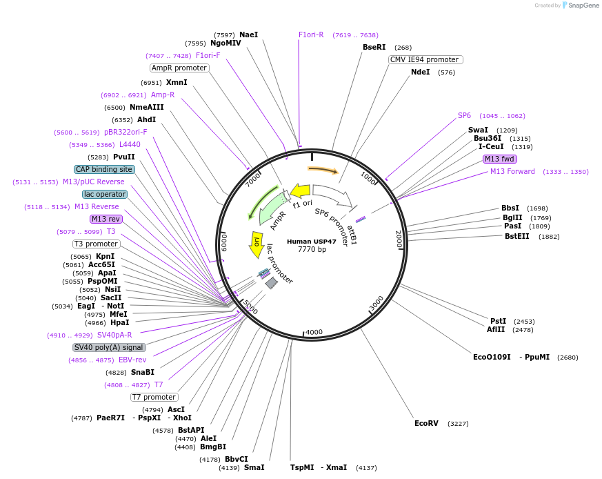 217624-plasmid-map-sequence-id-427152