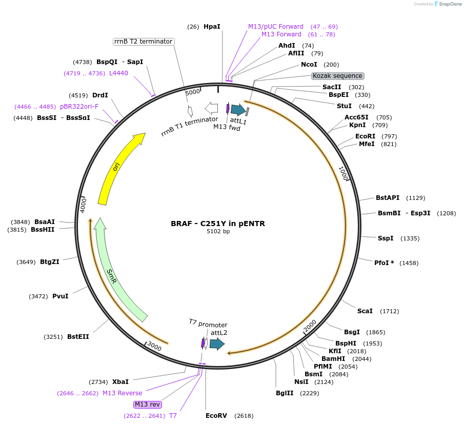 216609-plasmid-map-sequence-id-427170