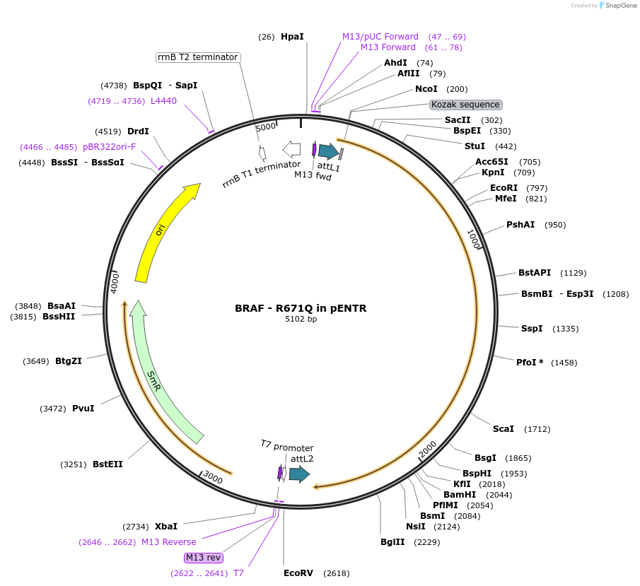 216615-plasmid-map-sequence-id-427246
