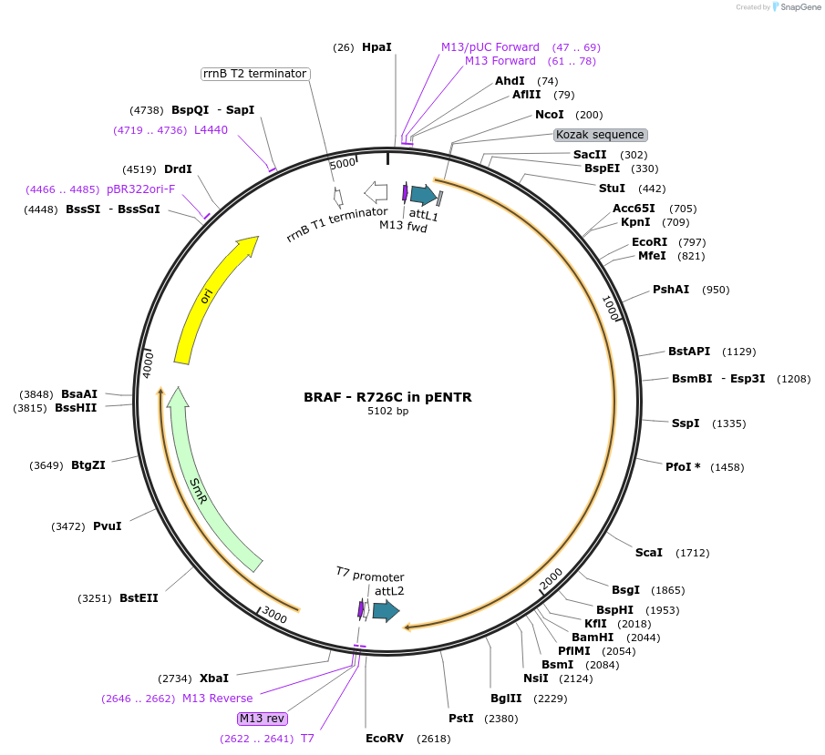 216616-plasmid-map-sequence-id-427247