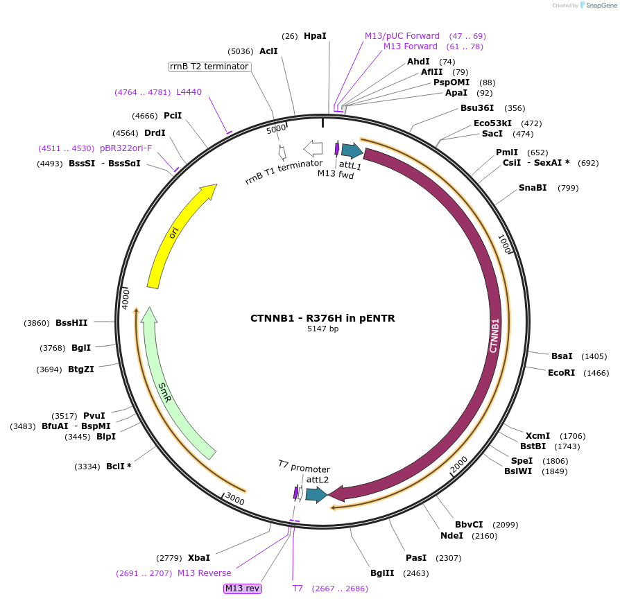 216619-plasmid-map-sequence-id-427250