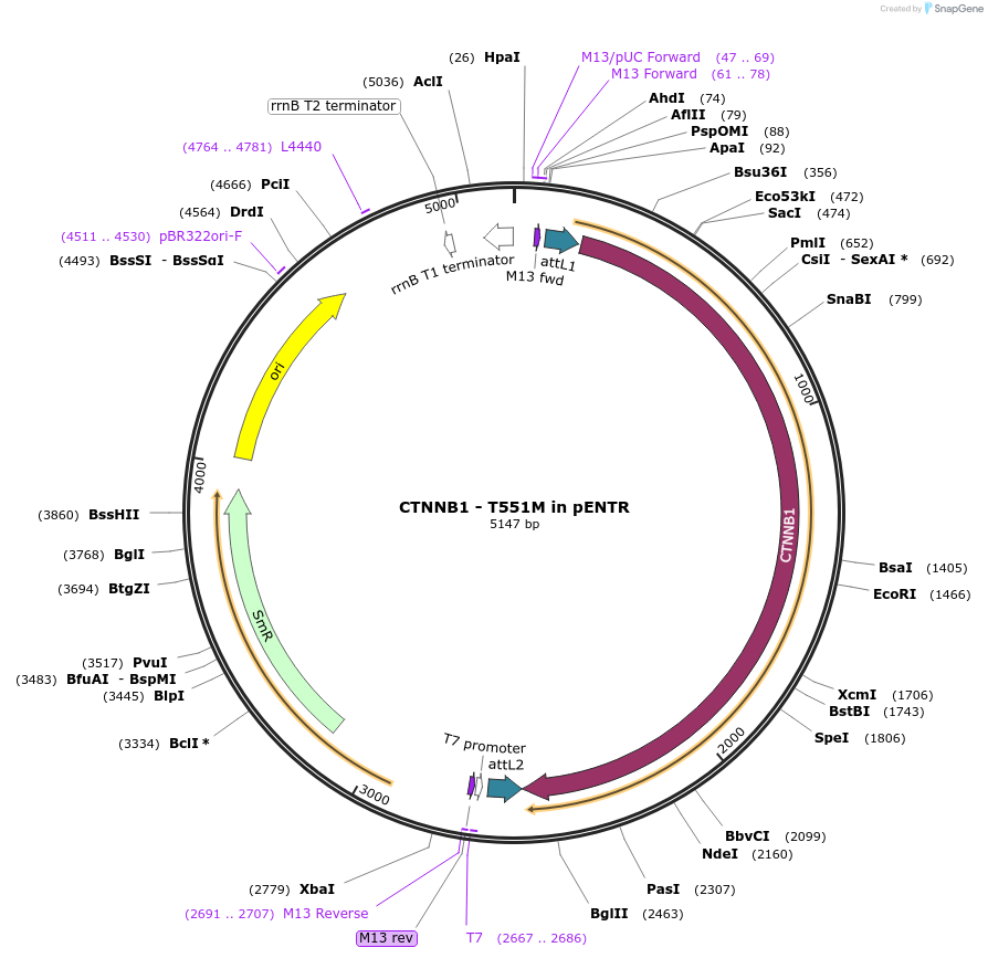 216621-plasmid-map-sequence-id-427252
