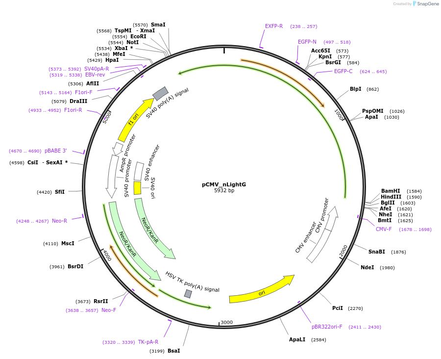 217656-plasmid-map-sequence-id-427263