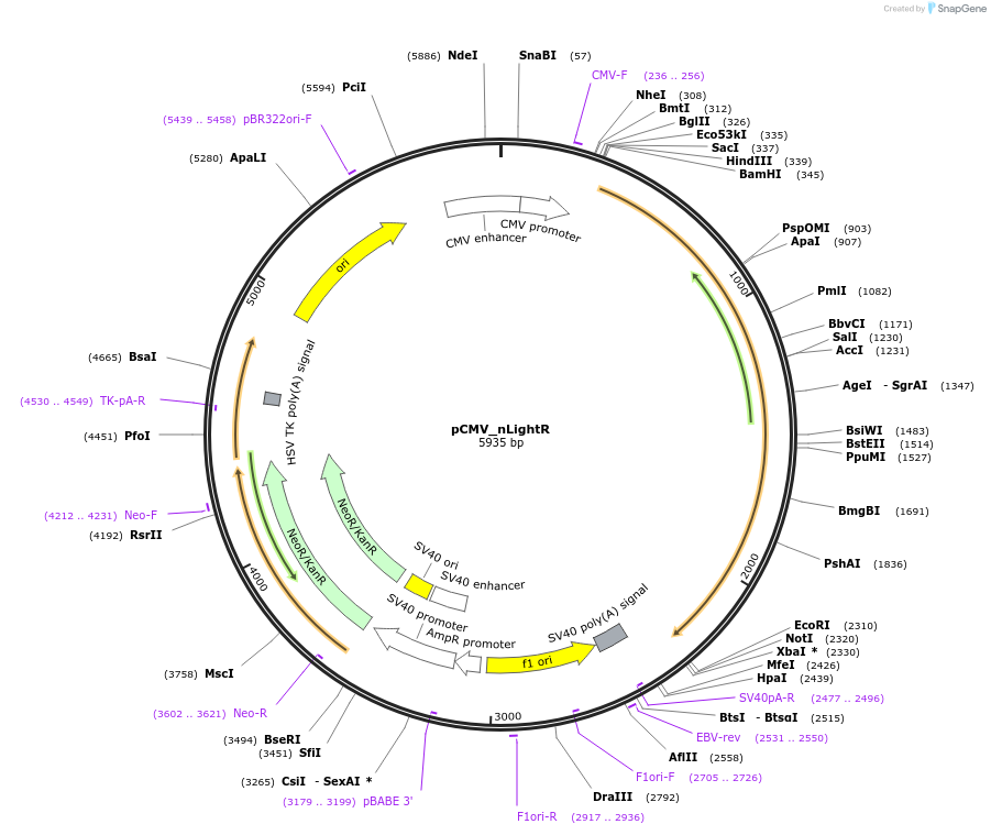 217657-plasmid-map-sequence-id-427266