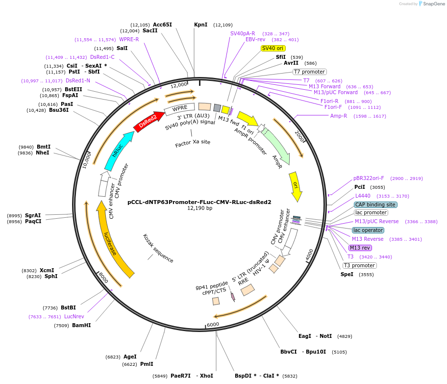 215326-plasmid-map-sequence-id-427282