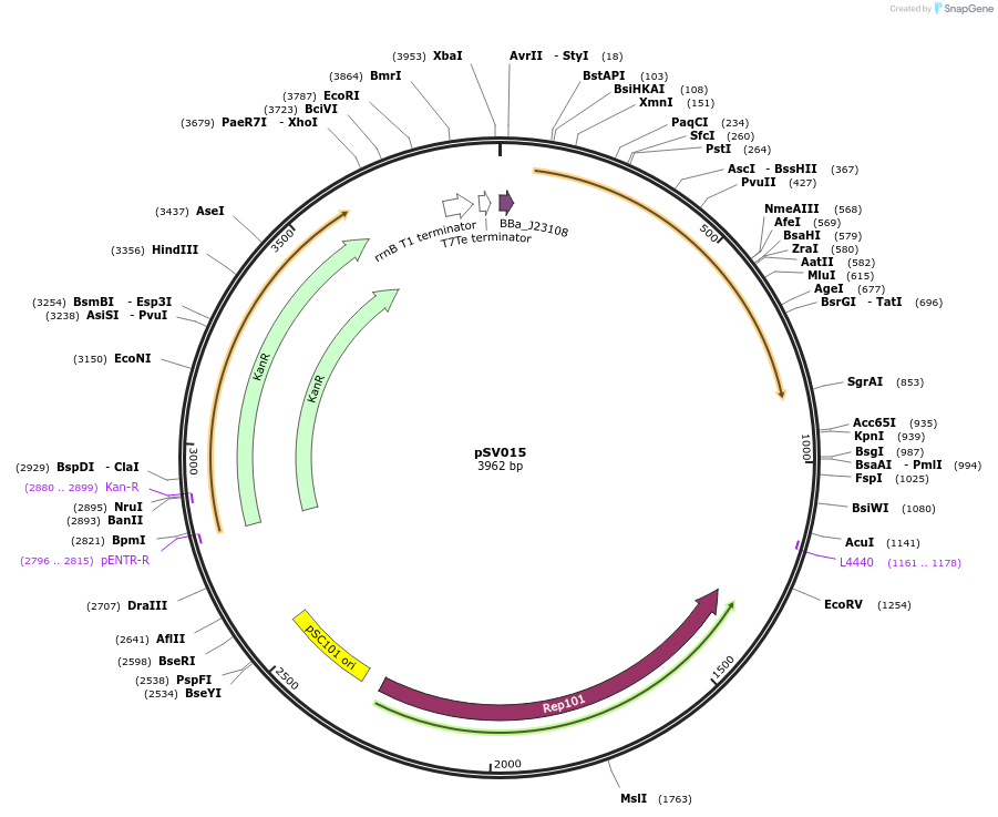 214738-plasmid-map-sequence-id-427291