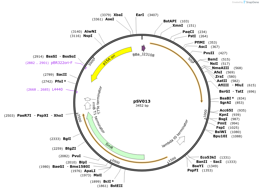 214739-plasmid-map-sequence-id-427292