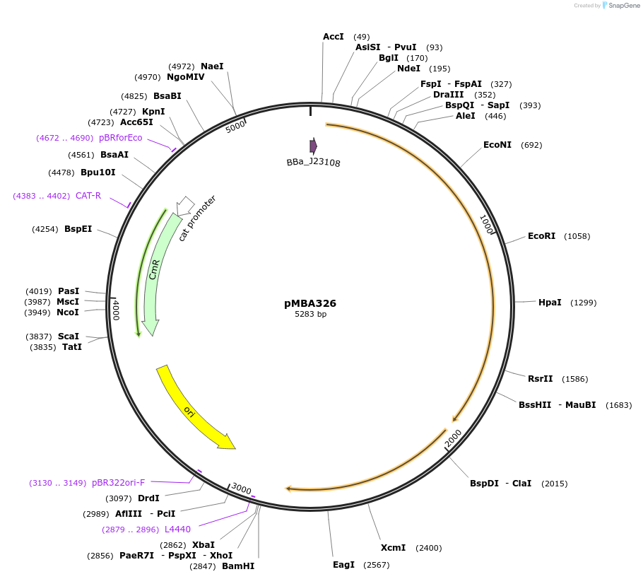 214743-plasmid-map-sequence-id-427294