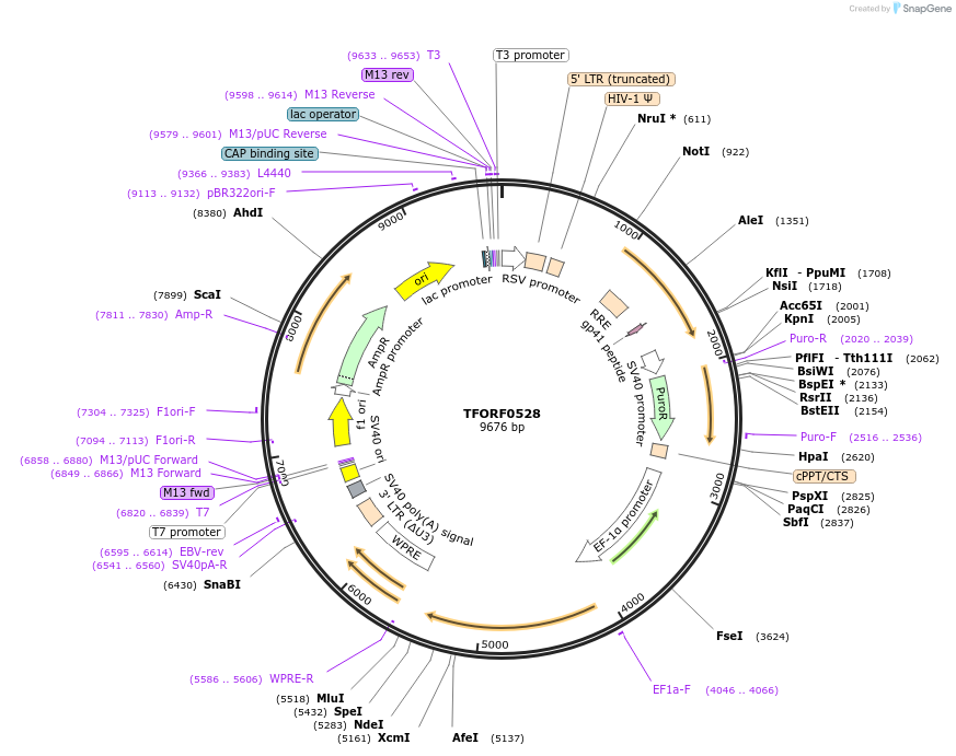 142643-plasmid-map-sequence-id-427304