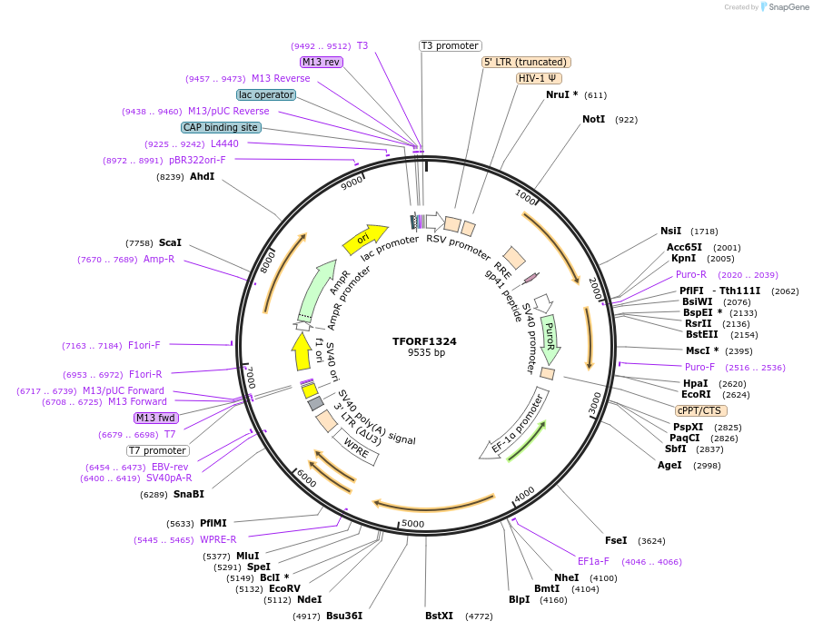 141810-plasmid-map-sequence-id-427309