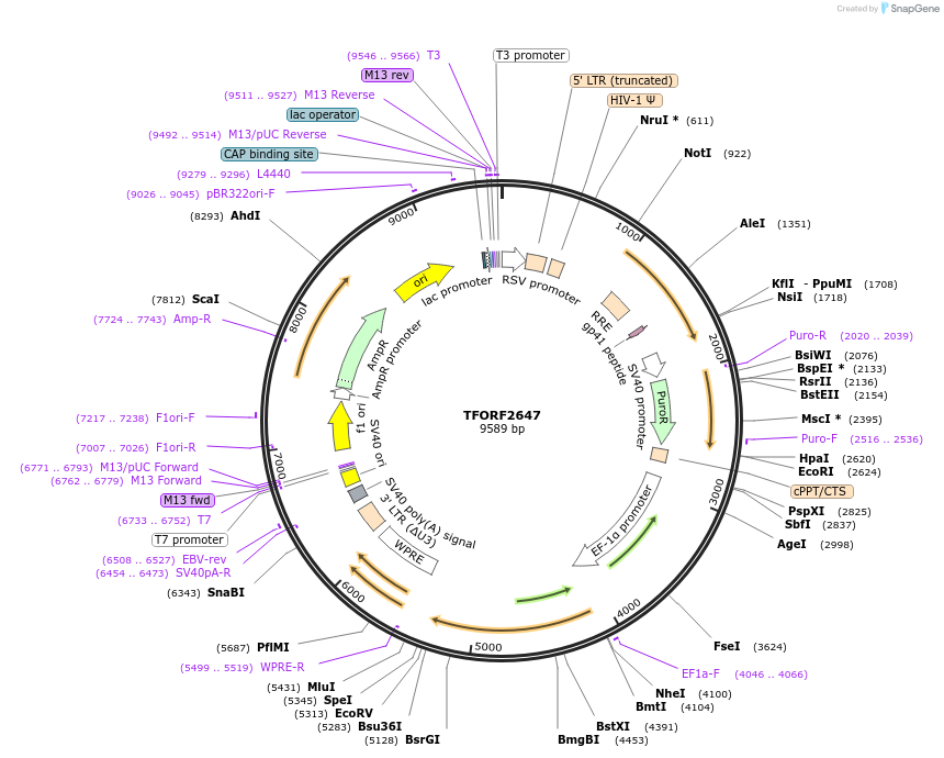 142346-plasmid-map-sequence-id-427324