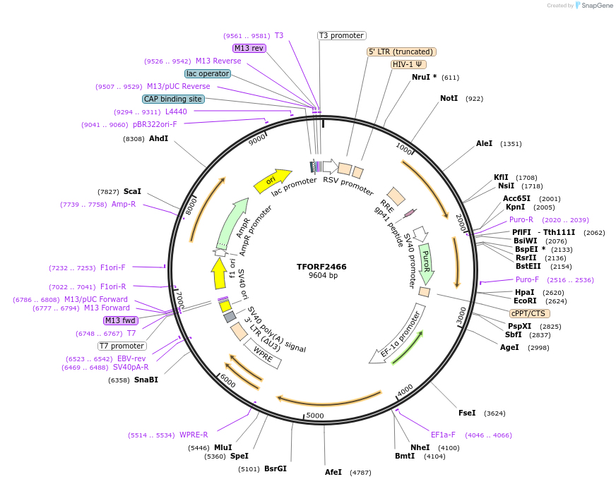 142094-plasmid-map-sequence-id-427331