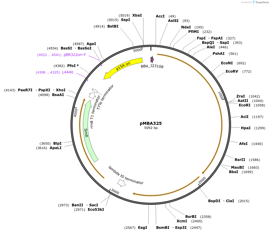 214742-plasmid-map-sequence-id-427333