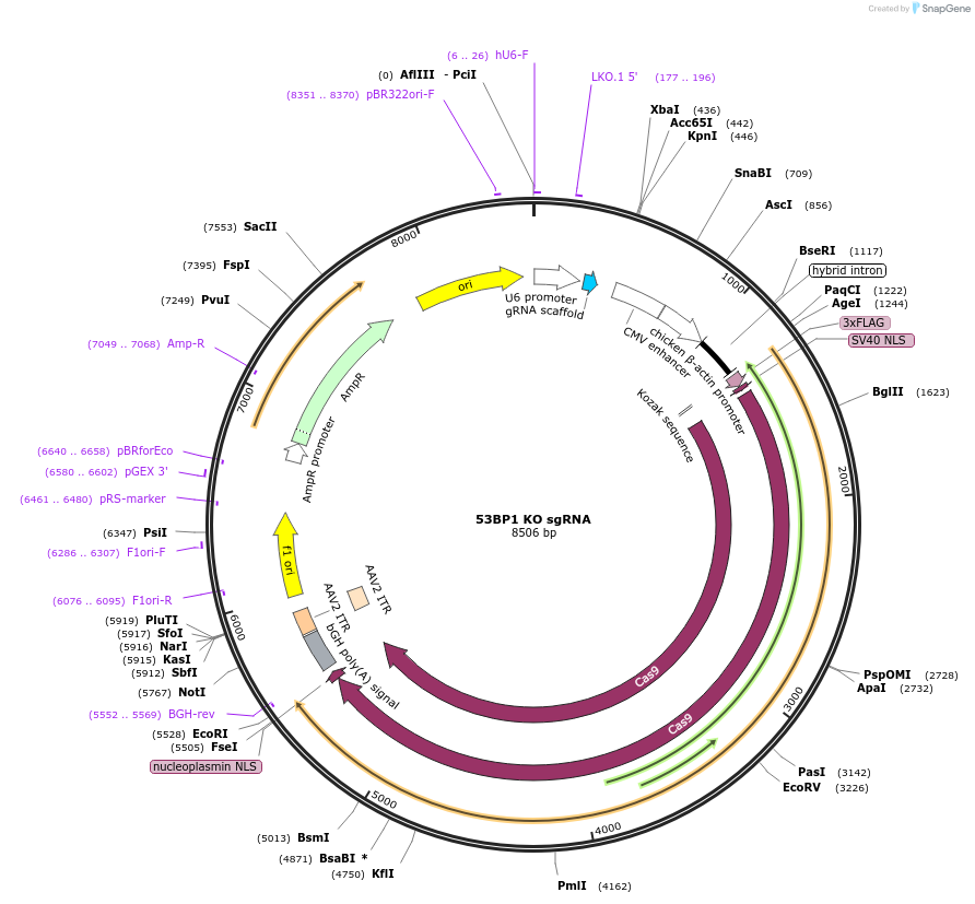 207104-plasmid-map-sequence-id-427334