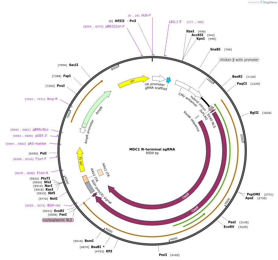 207090-plasmid-map-sequence-id-427340