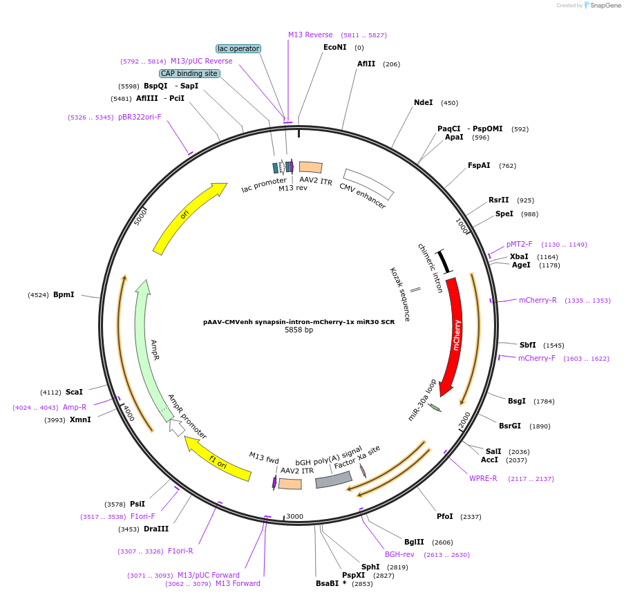 216393-plasmid-map-sequence-id-427351