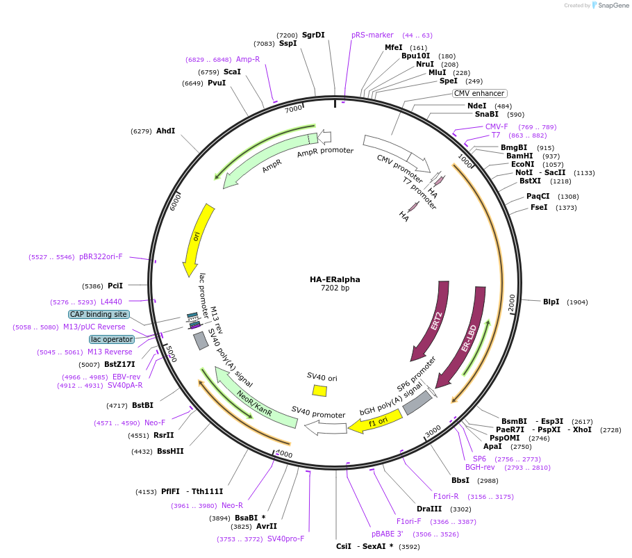 215093-plasmid-map-sequence-id-427389