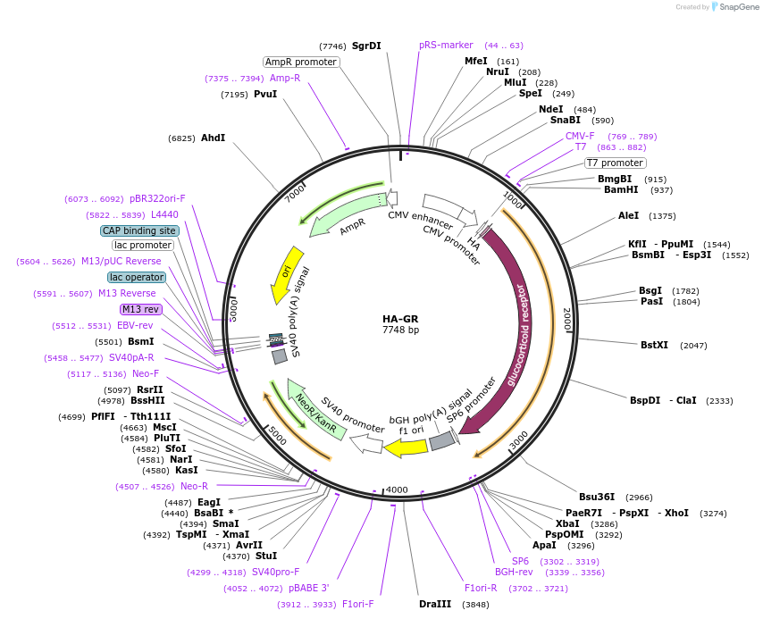 215094-plasmid-map-sequence-id-427392