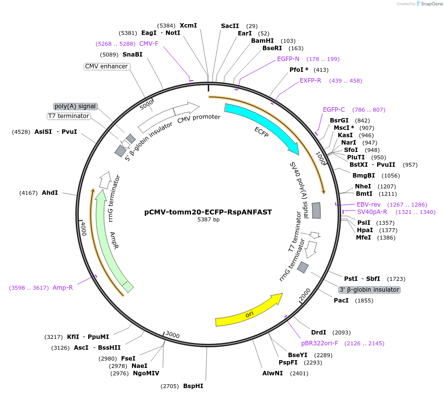 216348-plasmid-map-sequence-id-427395