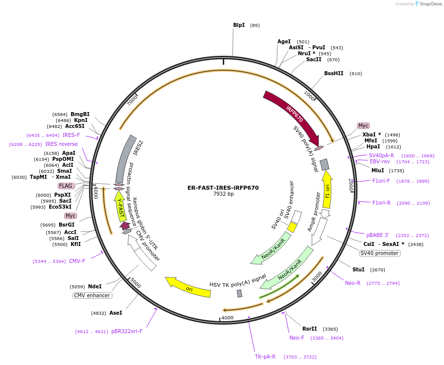 216344-plasmid-map-sequence-id-427396