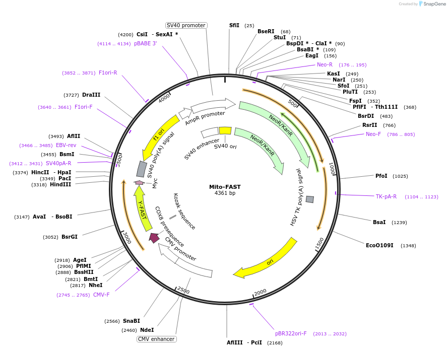 216342-plasmid-map-sequence-id-427400