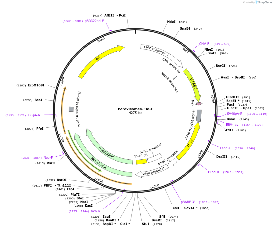 216343-plasmid-map-sequence-id-427401