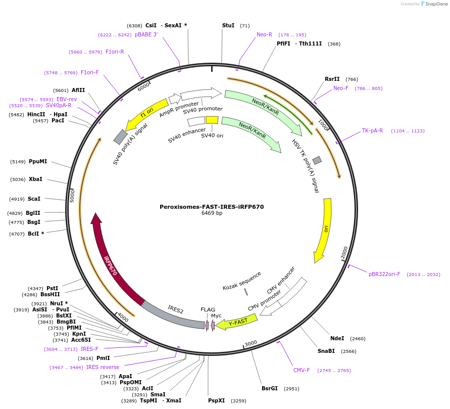 216347-plasmid-map-sequence-id-427406