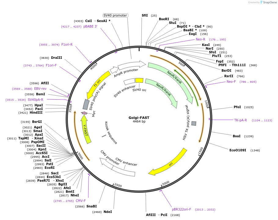 216341-plasmid-map-sequence-id-427413