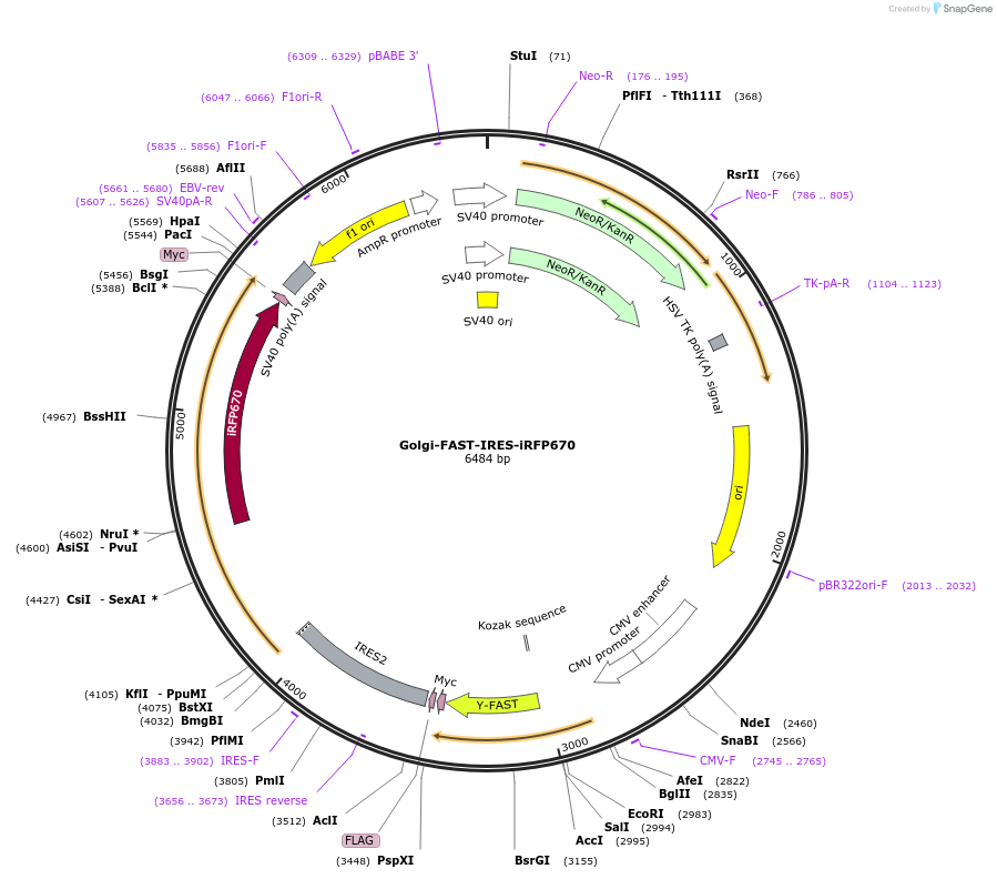 216345-plasmid-map-sequence-id-427414