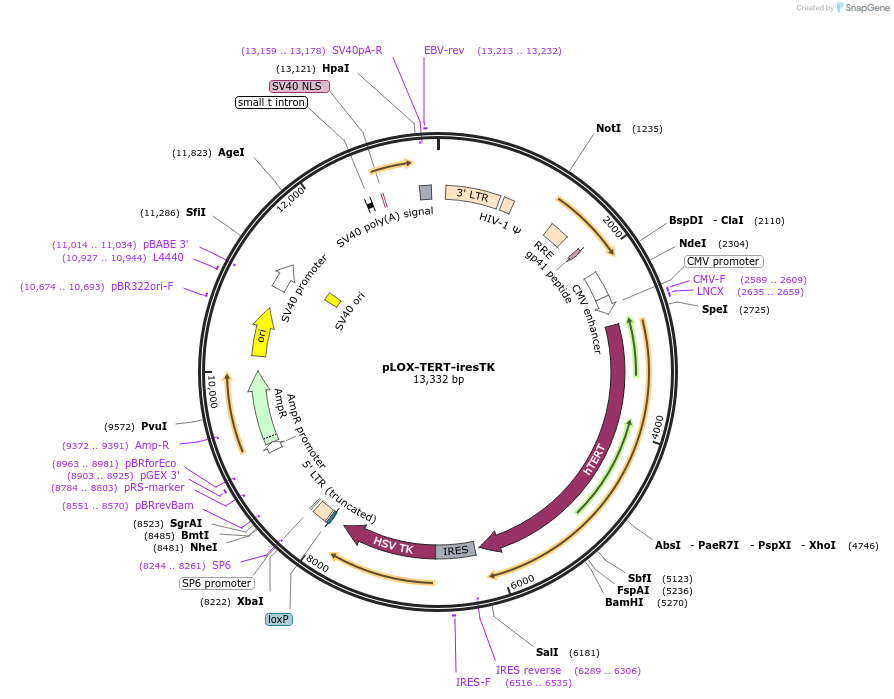 12245-plasmid-map-sequence-id-427415