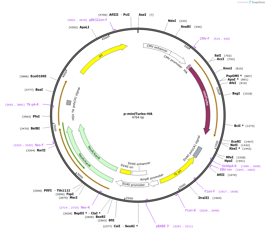 209637-plasmid-map-sequence-id-427417