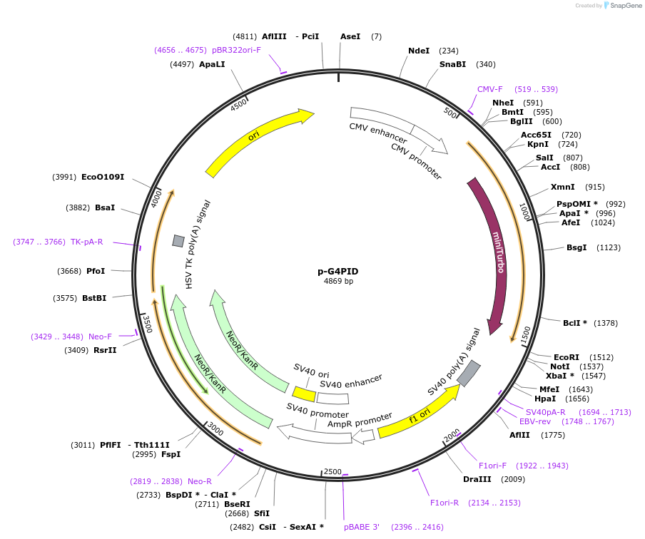 209638-plasmid-map-sequence-id-427420