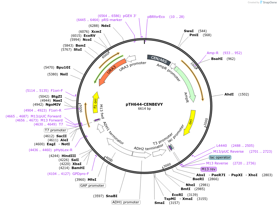 29695-plasmid-map-sequence-id-42826