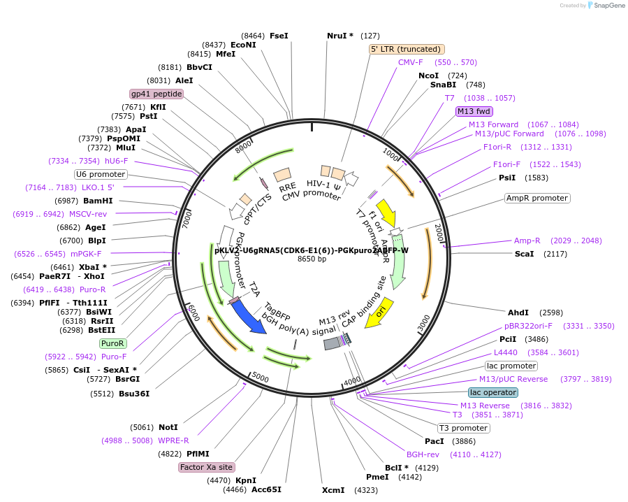 200487-plasmid-map-sequence-id-428695