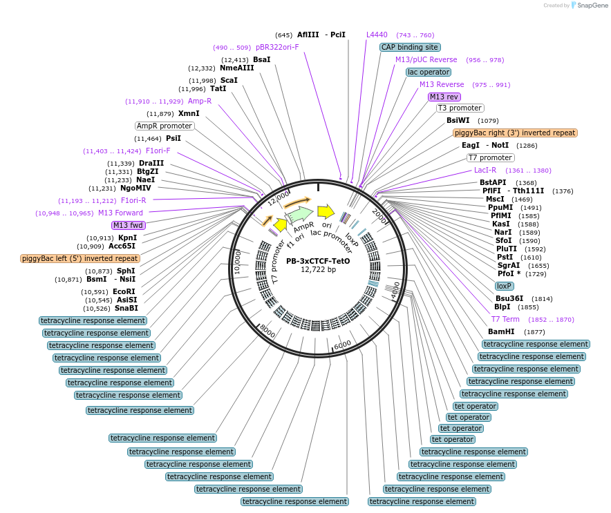 213023-plasmid-map-sequence-id-428697