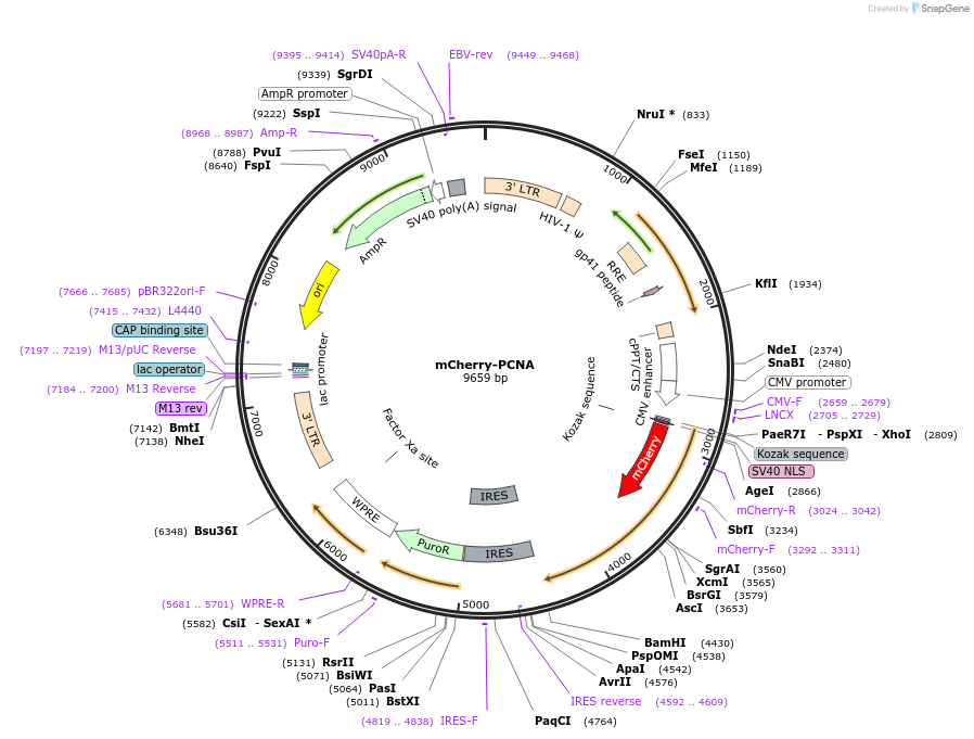 215117-plasmid-map-sequence-id-428707