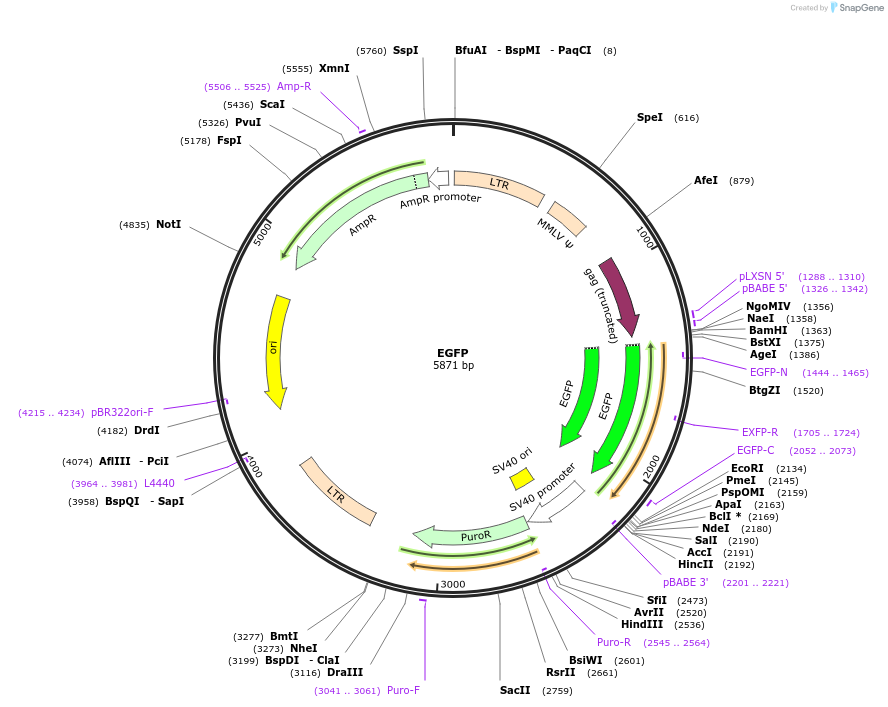 215055-plasmid-map-sequence-id-428708