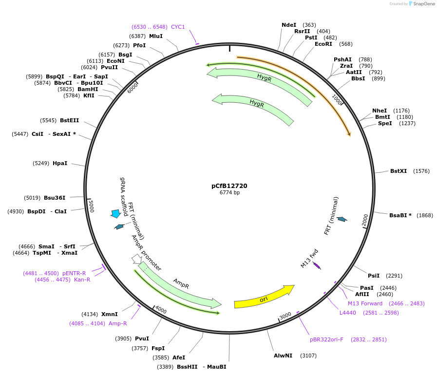 212704-plasmid-map-sequence-id-428712