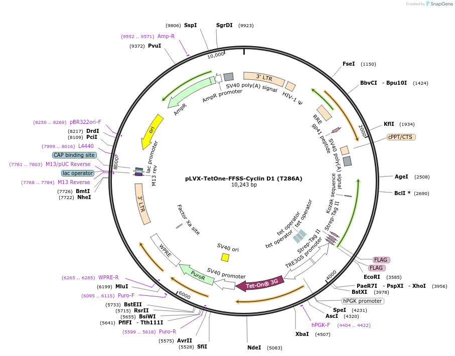 215147-plasmid-map-sequence-id-428714
