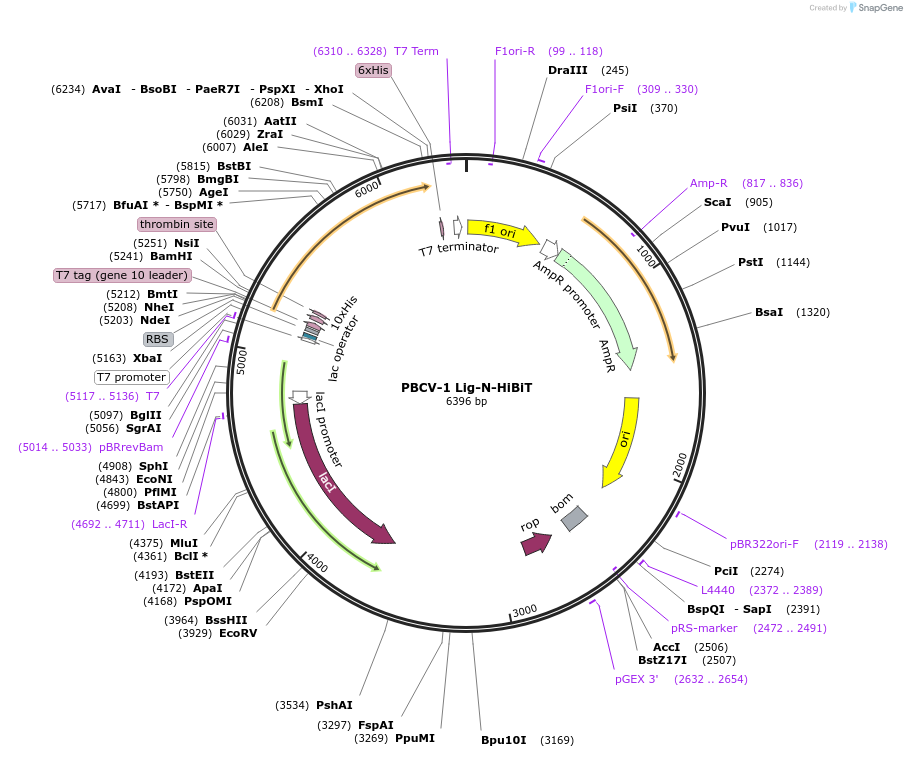 215439-plasmid-map-sequence-id-428715