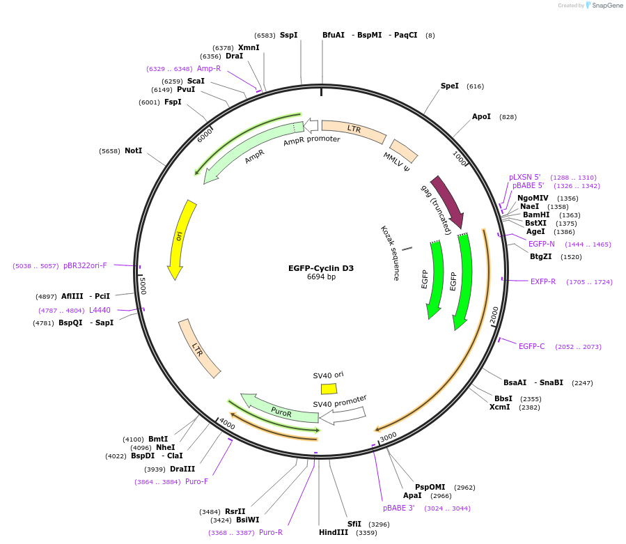 215052-plasmid-map-sequence-id-428718