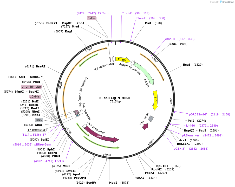215437-plasmid-map-sequence-id-428719