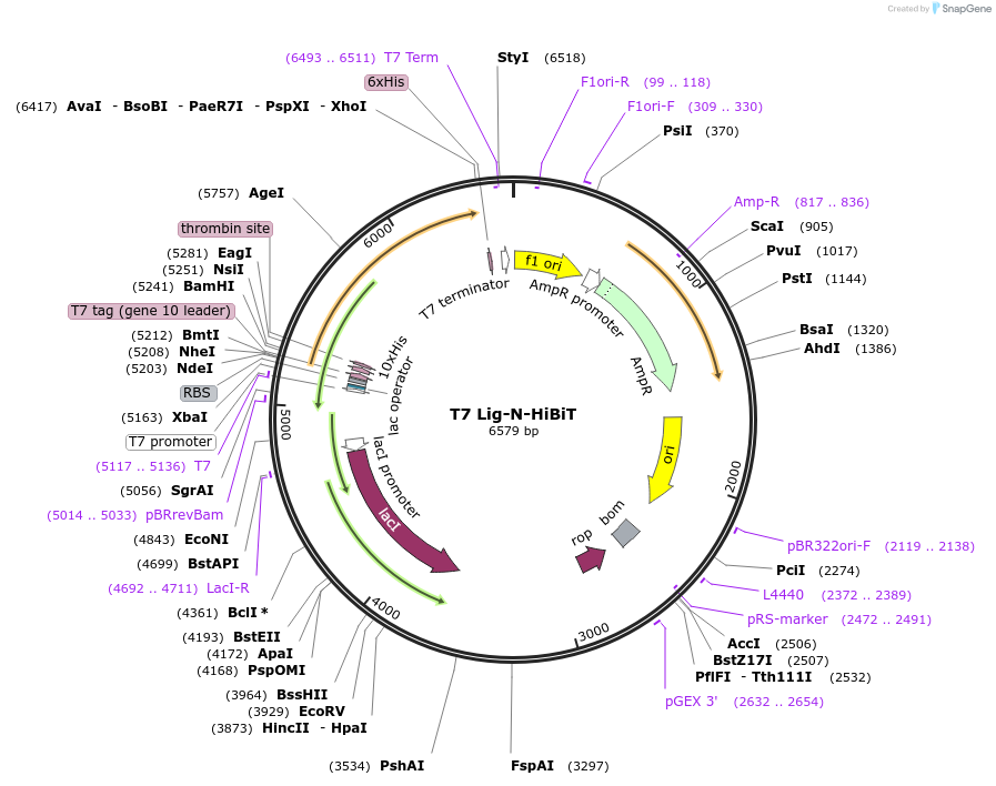 215479-plasmid-map-sequence-id-428721