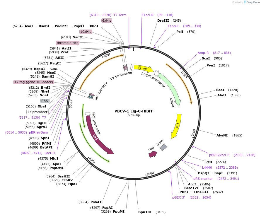 215440-plasmid-map-sequence-id-428722